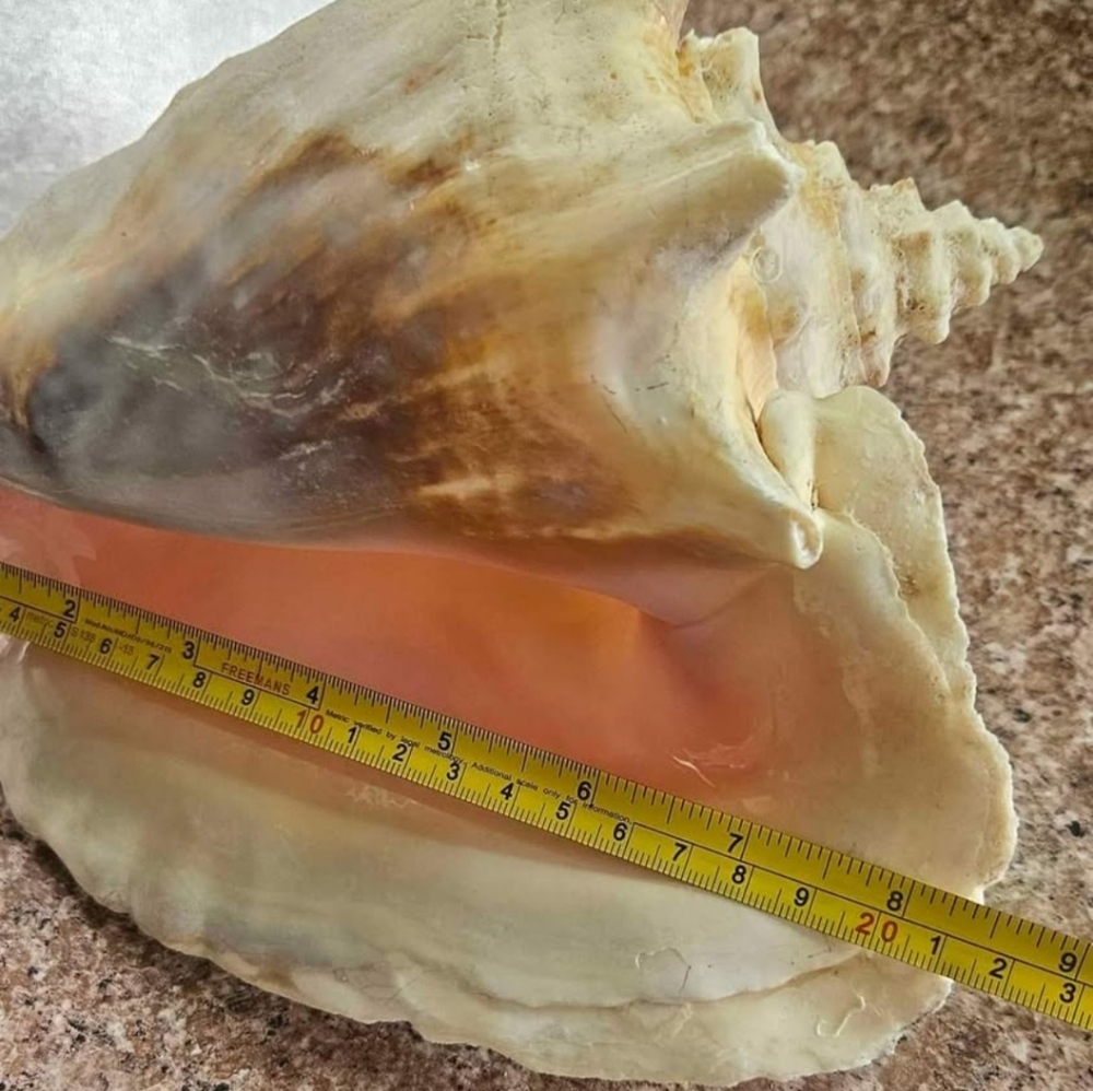 Natural Shell, Vintage - Picture 5 of 10